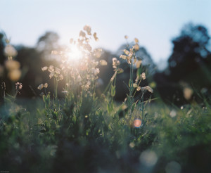 Eine Gegenlichtaufnahme der untergehenden Sonne, die durch Blüten scheint.