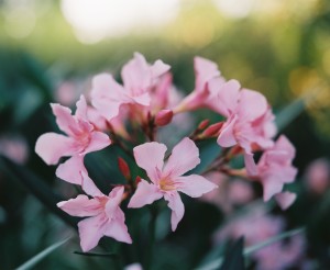 Bild eines Oleanderstrauchs, aufgenommen mit Kodak Portra 400