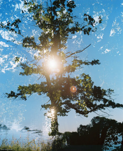 Doppelbelichtung aus an der Isar untergehender Sonne und einer Eiche im Englischen Garten.