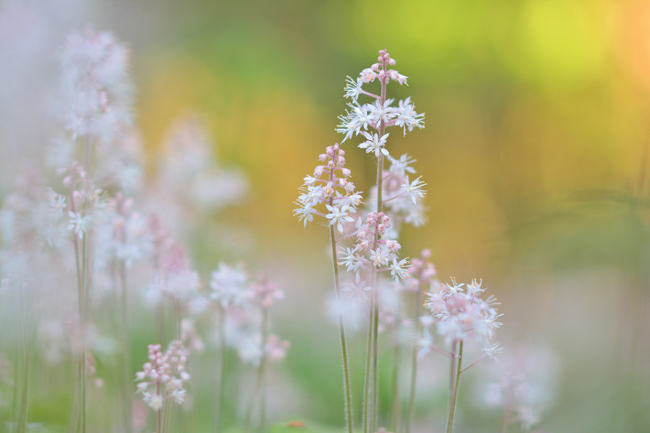 Bluetenmakro Foto Schaumblüte (Tiarella cordifolia)